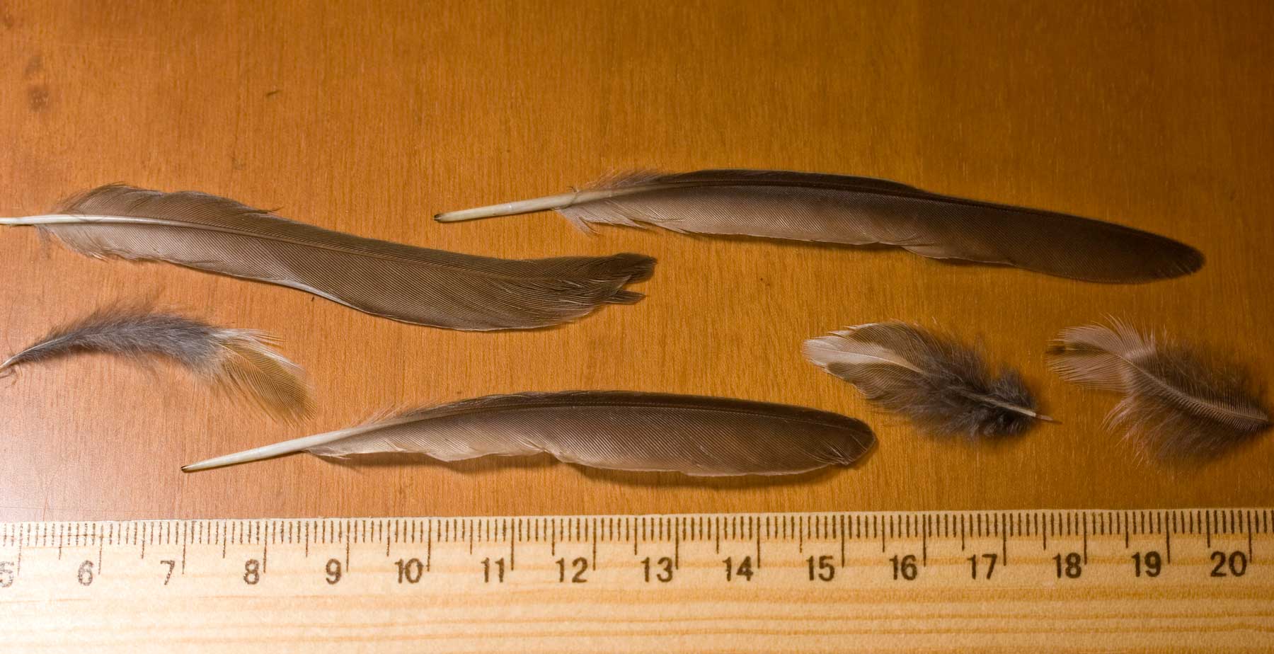 Spennata dalla Selva del Lamone